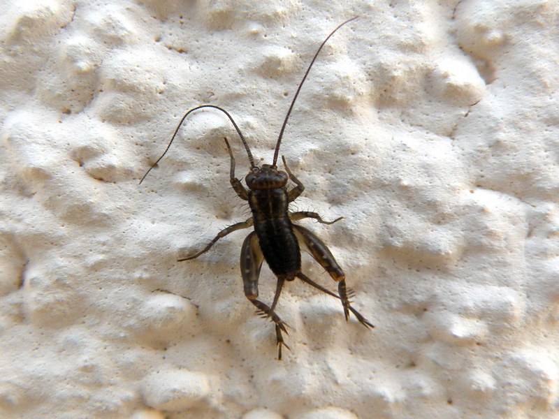 Nemobius sylvestris